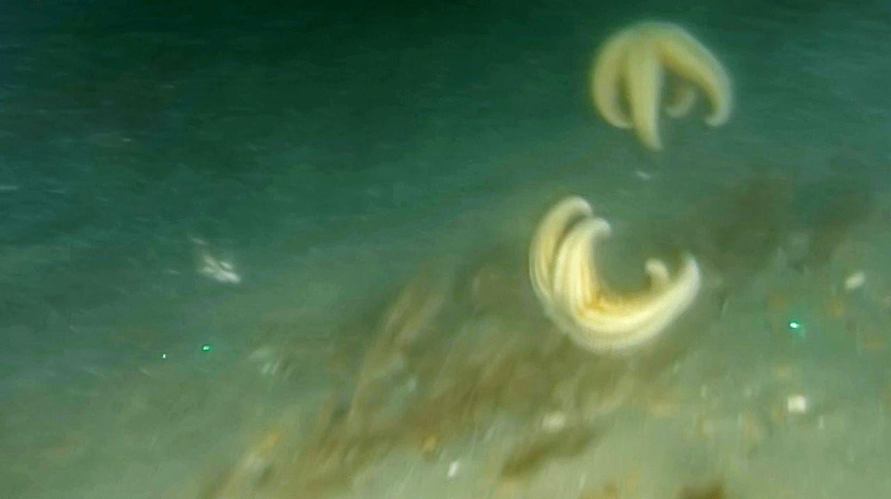 Starballing' starfish may hold clue to mystery of mass strandings Starballing' starfish may hold clue to mystery of mass strandings