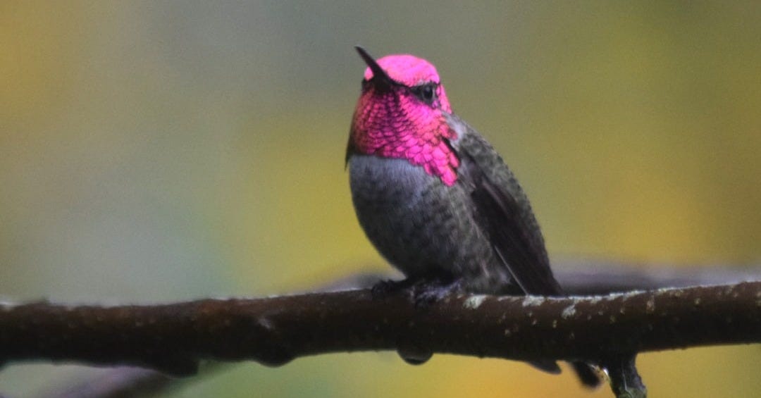 A small bird with a pink head sitting on a branch