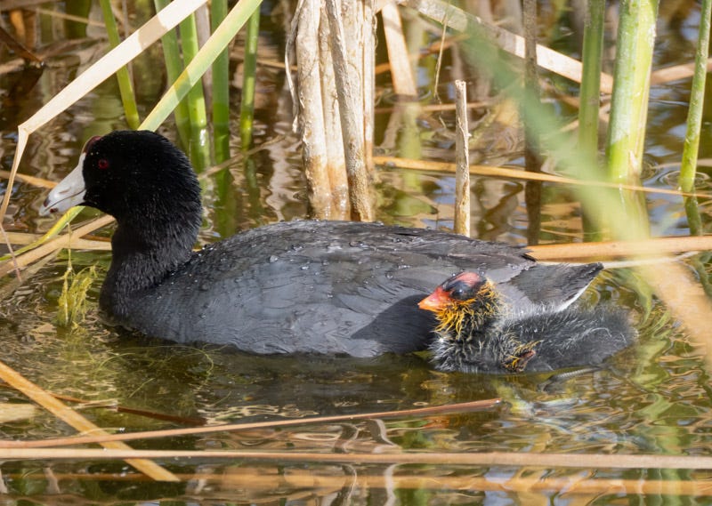 20250527-Sewailo-121-Edit.jpg 20250527-Sewailo-121-Edit.jpg