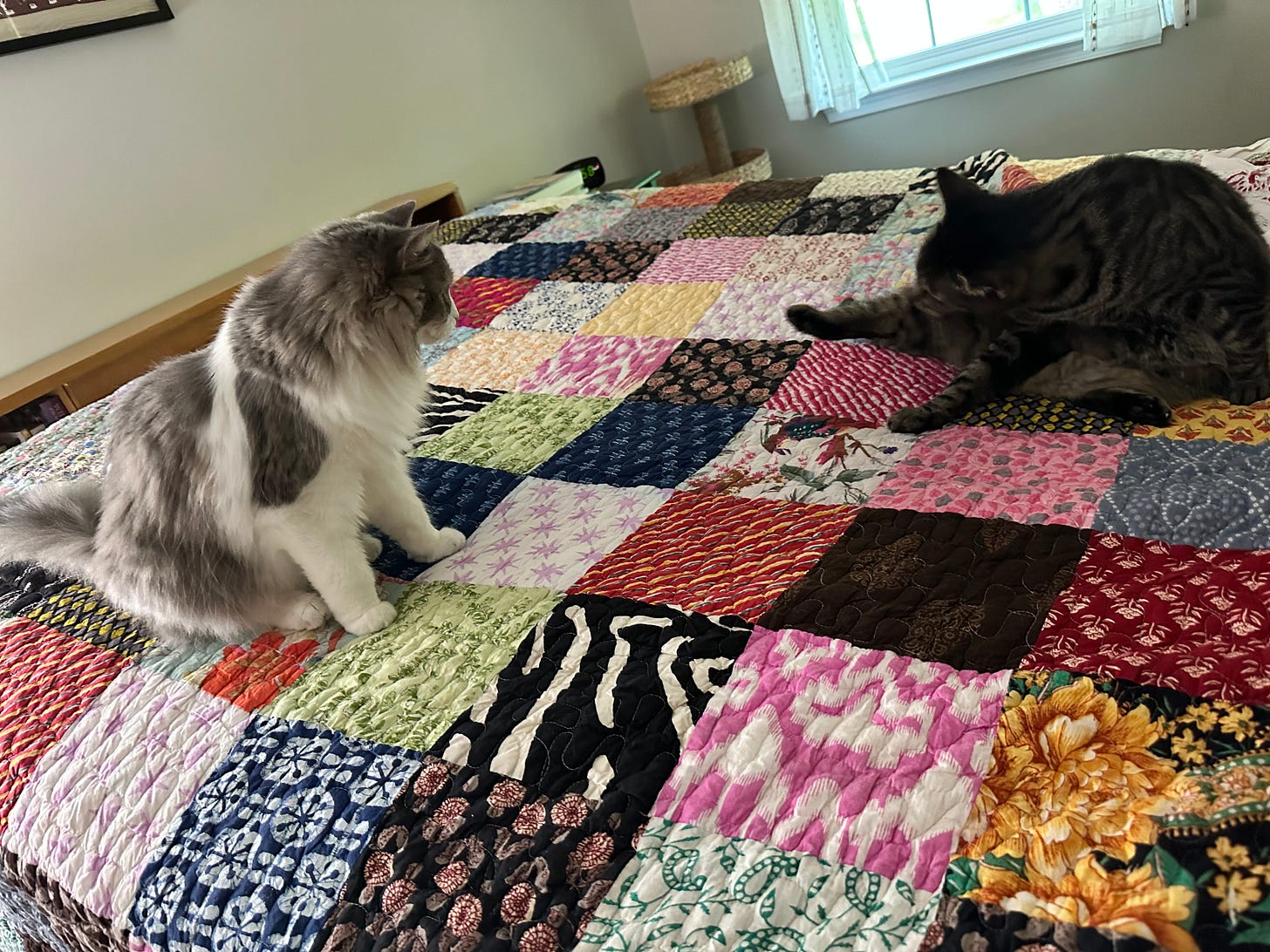 gray and white cat and dark gray tabby on a patchwork quilt gray and white cat and dark gray tabby on a patchwork quilt