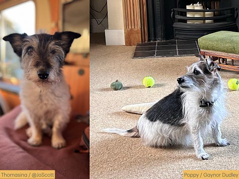 Photos of dogs and their names and owners' substack handles