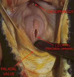 Glottis and oesophagus Glottis and oesophagus