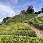 茶 One Leaf, Multiple Ways