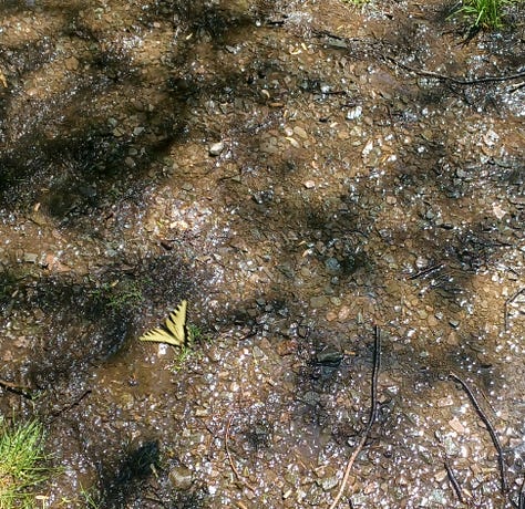 Photos from various hiking locations. Appalachian Tiger Swallowtail butterfly in photo 8
