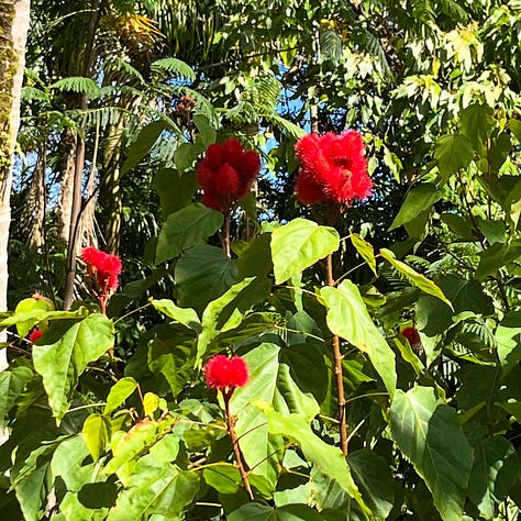 achiote tree, fruit, seeds, liquid dye from seeds, in pot with chocolate, finisher drink in cup
