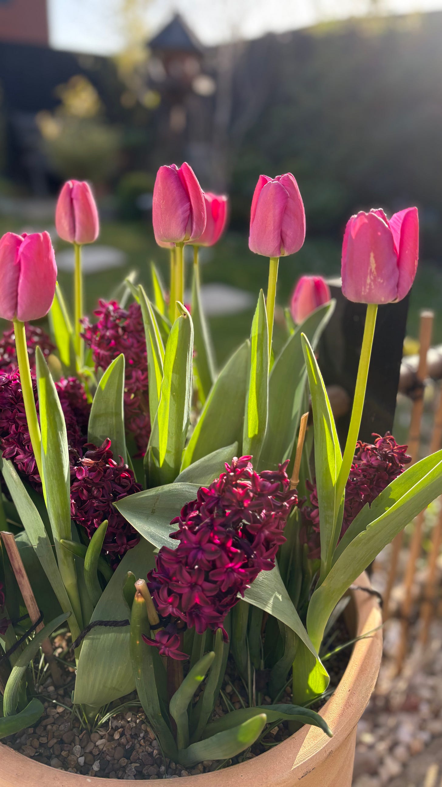 Tulip ‘Purple Pride’ and Hyacinth ‘Woodstock’; flowering pink coloured bulbs in a container in a garden setting Tulip ‘Purple Pride’ and Hyacinth ‘Woodstock’; flowering pink coloured bulbs in a container in a garden setting