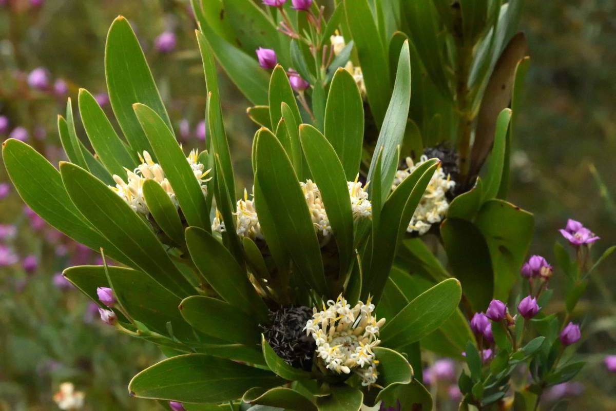 A closeup of Isopogon fletcheri , also known as fletchers drumsticks