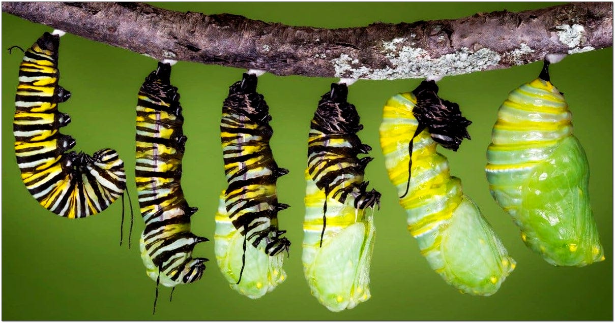 caterpillar entering racoon 