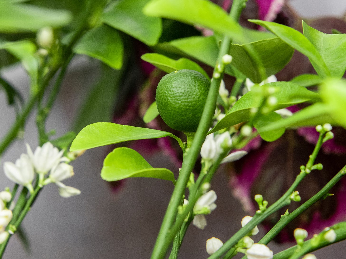 ID: Up close shot of green immature calamansi lime growing on the tree
