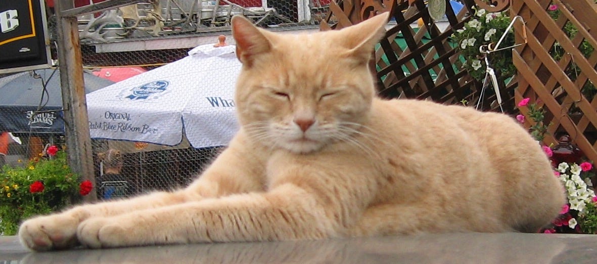 Stubbs the Cat, one time honorary mayor of Talkeetna, Alaska. Stubbs the Cat, one time honorary mayor of Talkeetna, Alaska.