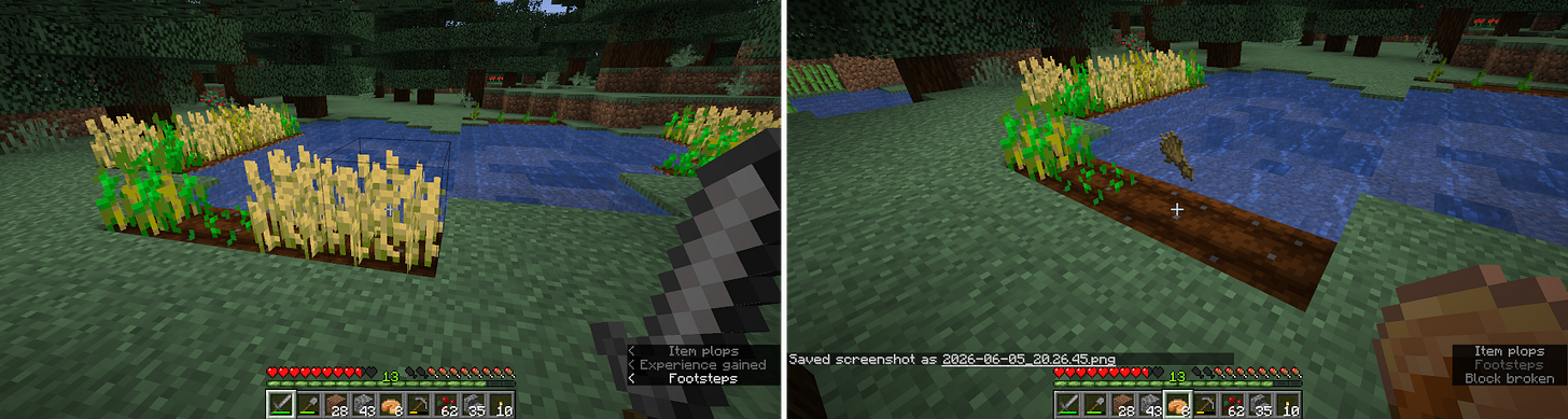 Left: some of the wheat by the lake is tall, golden and ready to harvest. Right: wheat has been punched, and wheat item is floating, ready to be picked up. Left: some of the wheat by the lake is tall, golden and ready to harvest. Right: wheat has been punched, and wheat item is floating, ready to be picked up.