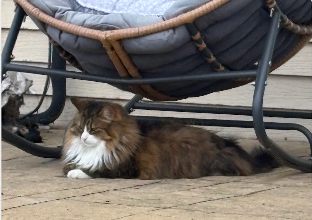 sleepy calico cat with white fur ruff stretched out in dignified manner under lawn chait on patio