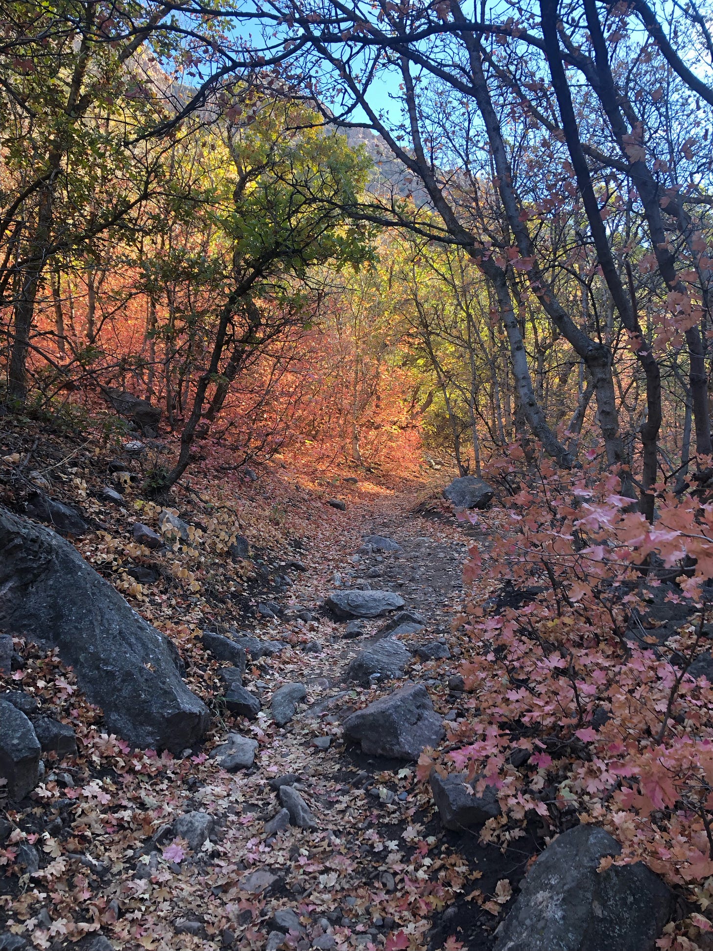 A mountain path in fall, thin dark trunks, fallen leaves on the path, orange and yellow fall colors lit in the distance