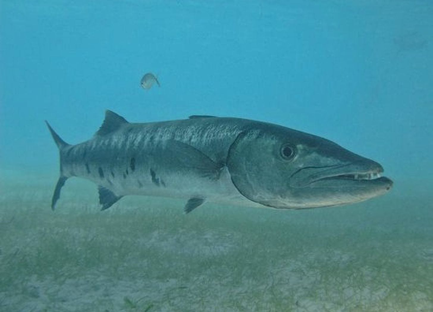 A great barracuda, several feet long and silver with dark blotches along its side, swimming alone over a seagrass bed in pale blue water. A great barracuda, several feet long and silver with dark blotches along its side, swimming alone over a seagrass bed in pale blue water.