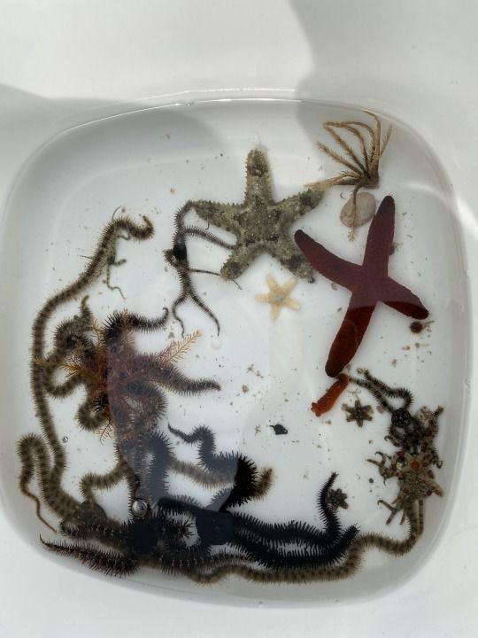 This may contain: several different types of sea animals in a white dish with water and dirt on the bottom
