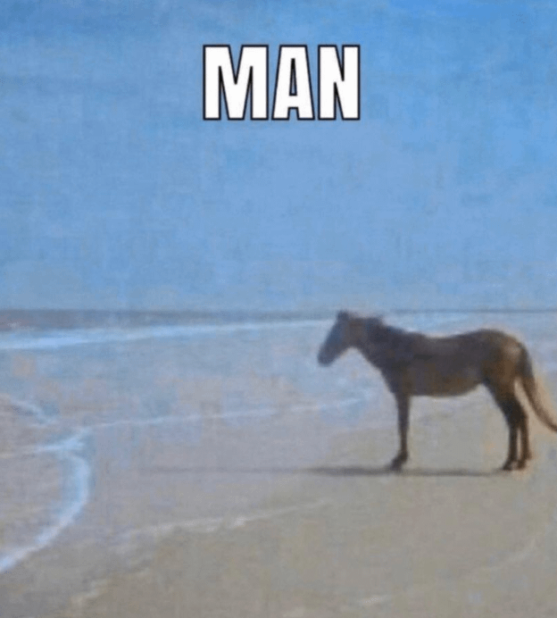 r/memes - a horse on a beach