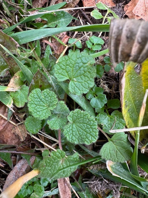 a baby purple dead nettle a baby purple dead nettle