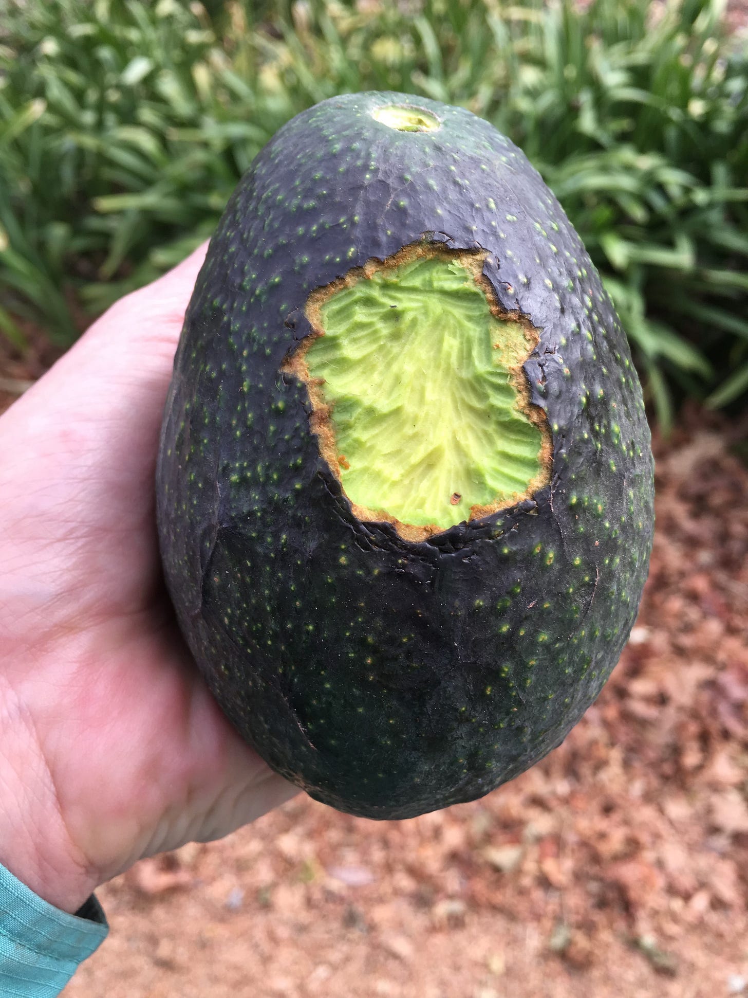 A hand holding a fruit with a hole in it

AI-generated content may be incorrect.