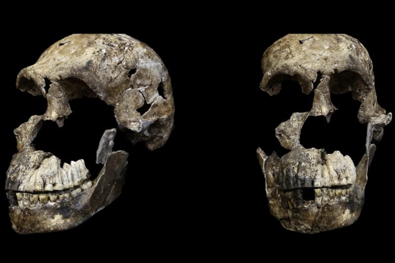 Despite its small size, the brain of Homo naledi may have been organized to support more complex cognitive abilities
