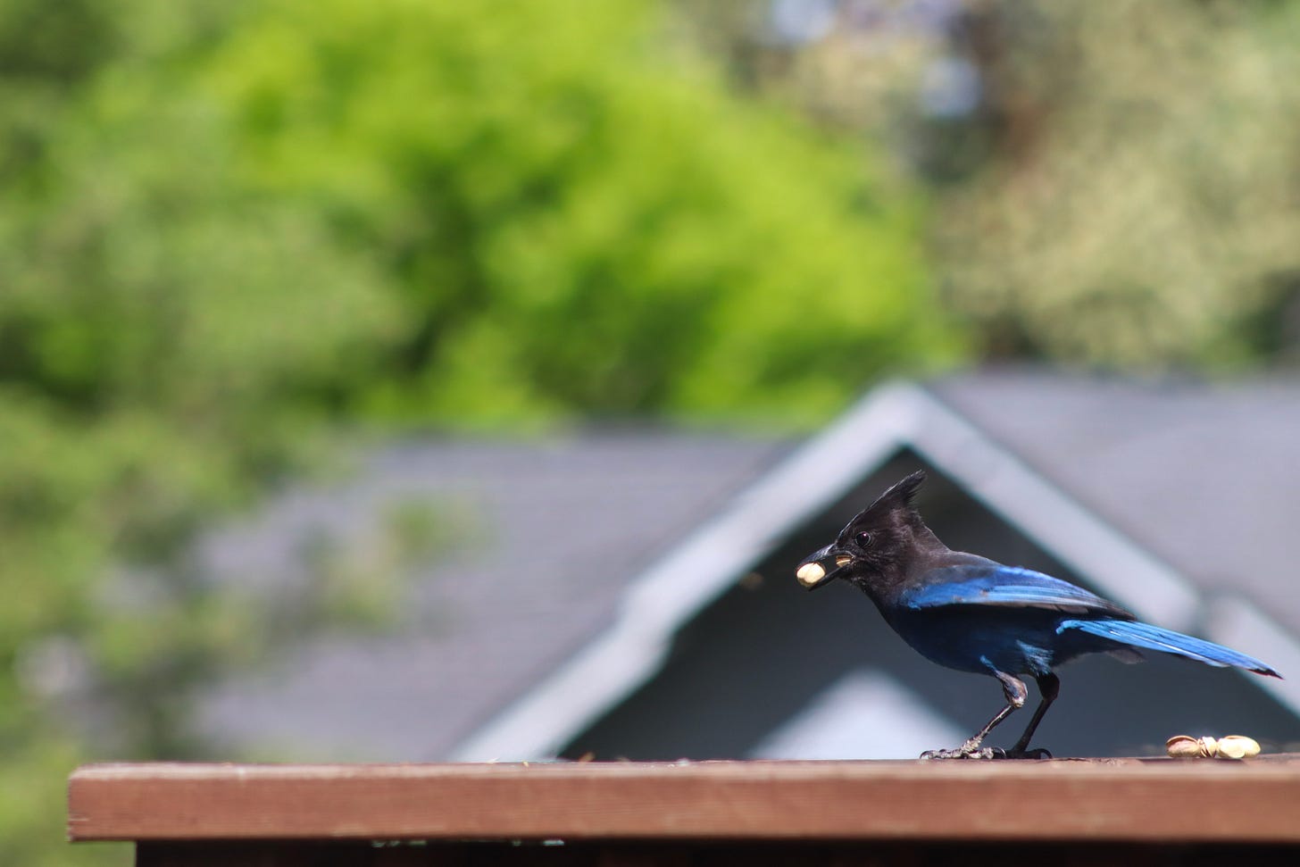 A Steller's Jay, with dark blue and black feathers and a crested head, perched on a wooden railing, holding a peanut in its beak, with a blurry house roof and green trees in the background. A Steller's Jay, with dark blue and black feathers and a crested head, perched on a wooden railing, holding a peanut in its beak, with a blurry house roof and green trees in the background.
