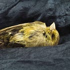 The Silence of the Canaries