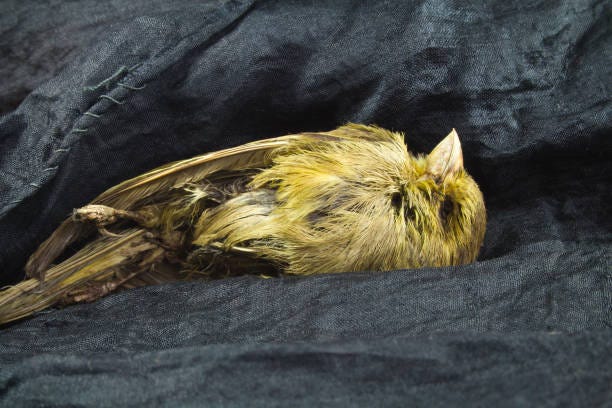 Dead Canary Stock Photos, Pictures & Royalty-Free Images - iStock