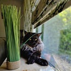 Cats -The Mysterious Natural Healers