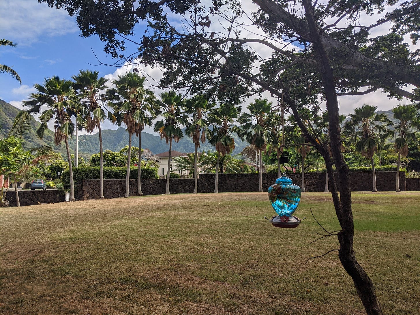 Another good analogy of how I feel: Isn't that hummingbird feeder just gorgeous? It's the most beautiful reminder of how much of a dumbie I can be. Did you know there are no hummingbirds in Hawai'i and they are banned from being introduced here? I j…