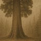 Planting Sequoias