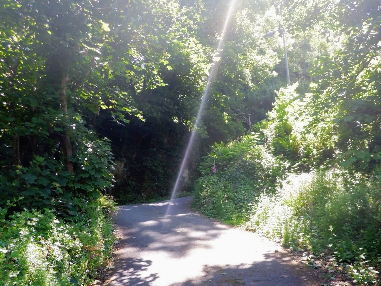 Sunlit path Sunlit path