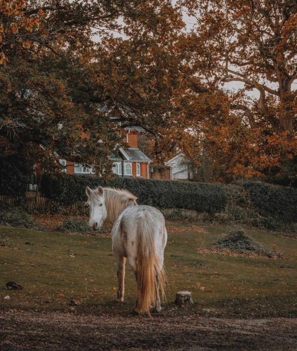 A photo of one of the New Forest’s wild ponies, lensed by London-based travel photographer Liam Pearson (@lundonlens).