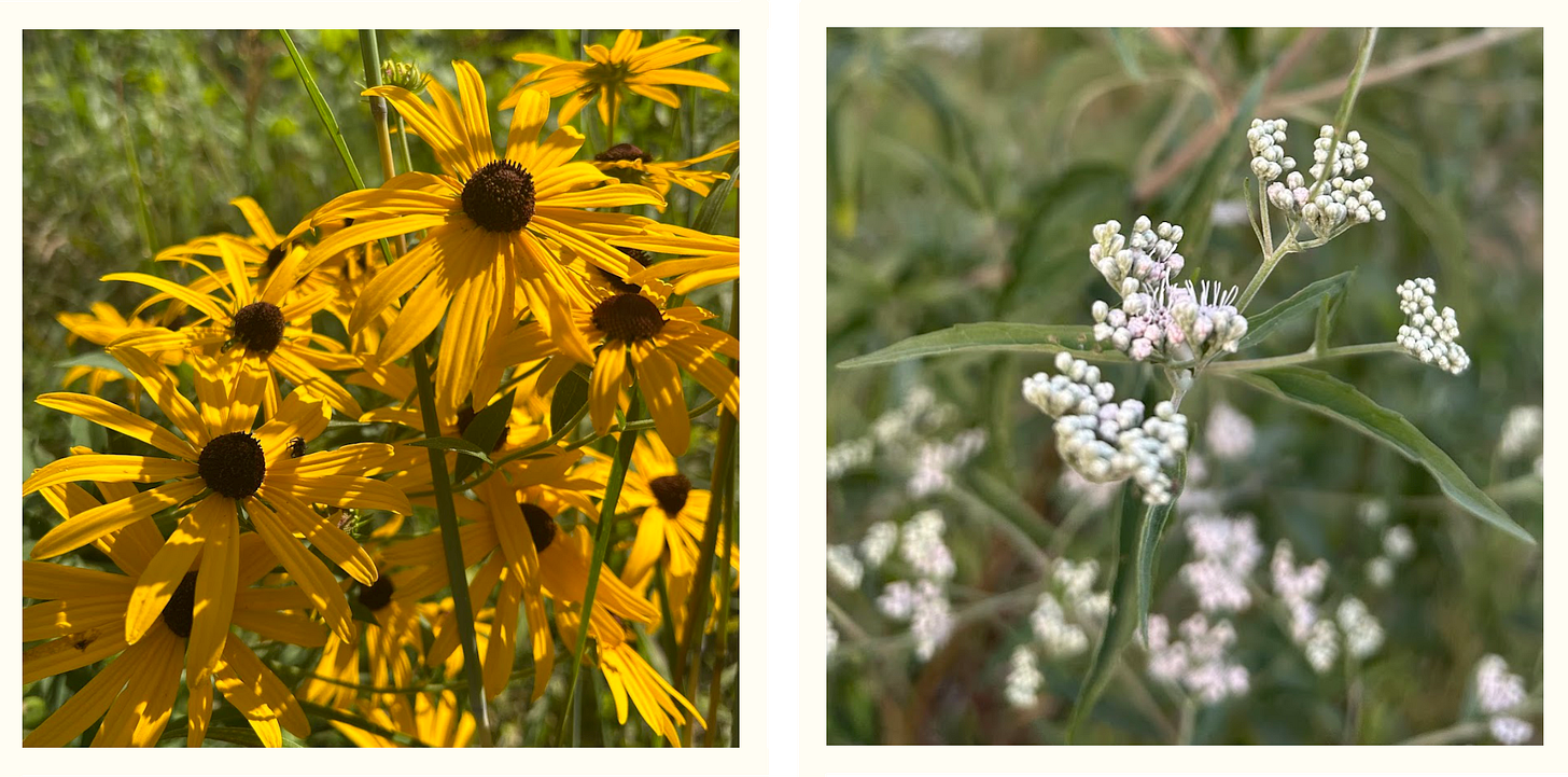 At left: an upclose view of a cluster of Black-eyed Susans, with deep orange-yellow petals and dark brown centers. At right, a closeup of common boneset, which has multiple clusters of tiny white flowers on a bouquet-like head. In the background of each photo, there are a ton of weeds, because Nicole has given up on weeding her garden this year. At left: an upclose view of a cluster of Black-eyed Susans, with deep orange-yellow petals and dark brown centers. At right, a closeup of common boneset, which has multiple clusters of tiny white flowers on a bouquet-like head. In the background of each photo, there are a ton of weeds, because Nicole has given up on weeding her garden this year.
