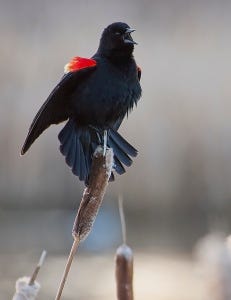 Calling red-winged blackbird. 