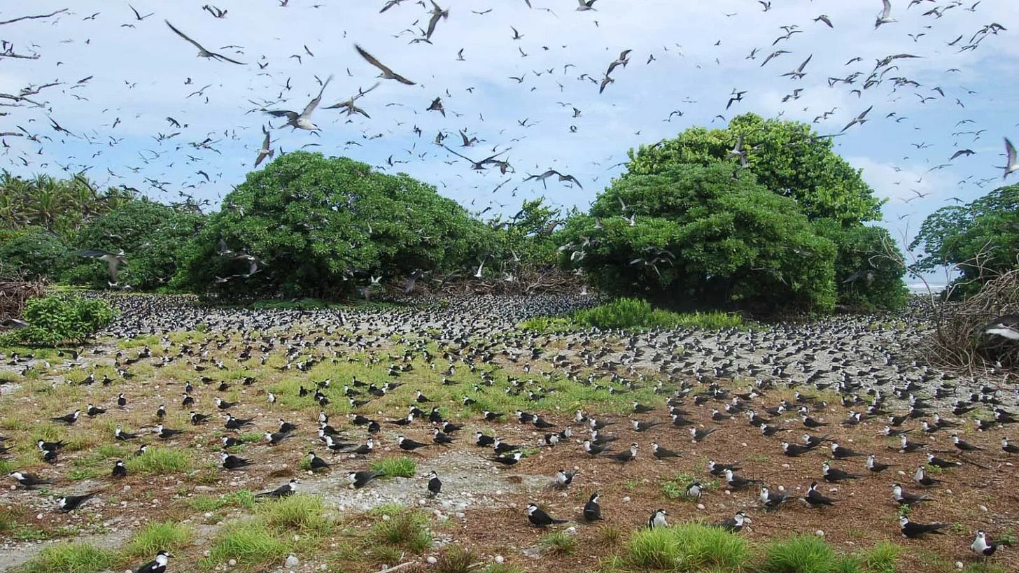 A large flock of birds flying over a field

AI-generated content may be incorrect.