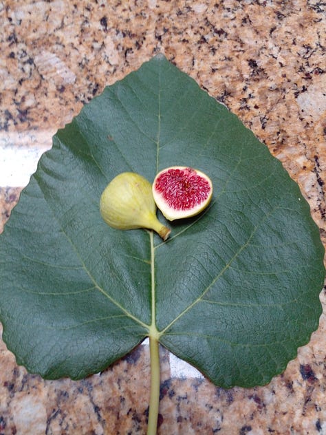 Ficus Palmata N1 aka White Punjab Fig