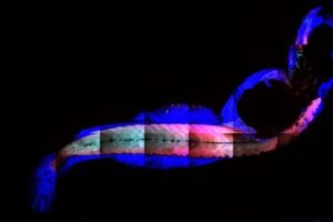 A just-hatched killifish larvae stained with antibodies against Myosin (Red), Actinin (Green) and Collagen (Blue).