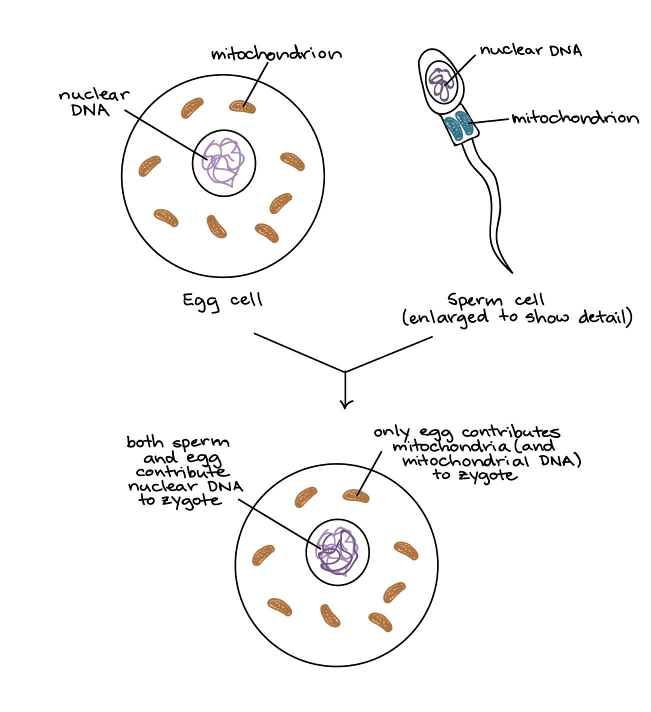 Mitochordria and passing of DNA