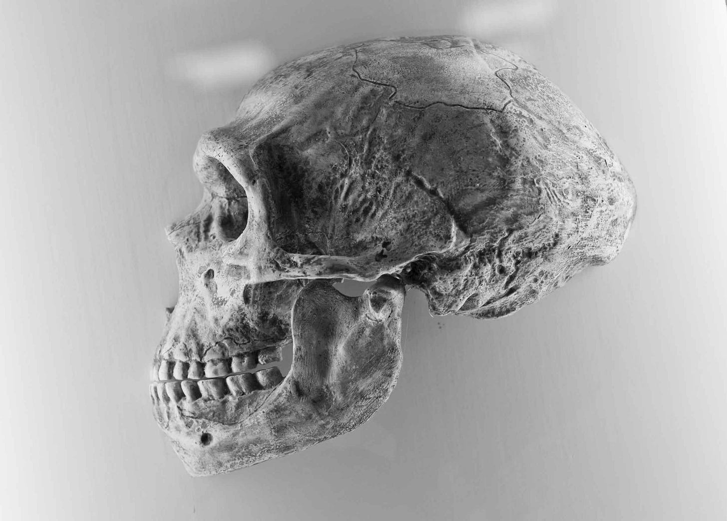 Grayscale image of a replica Neanderthal skull viewed from the left side