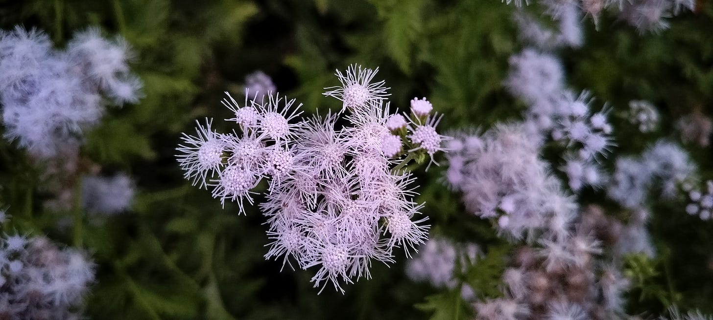 gregg's blue mistflower