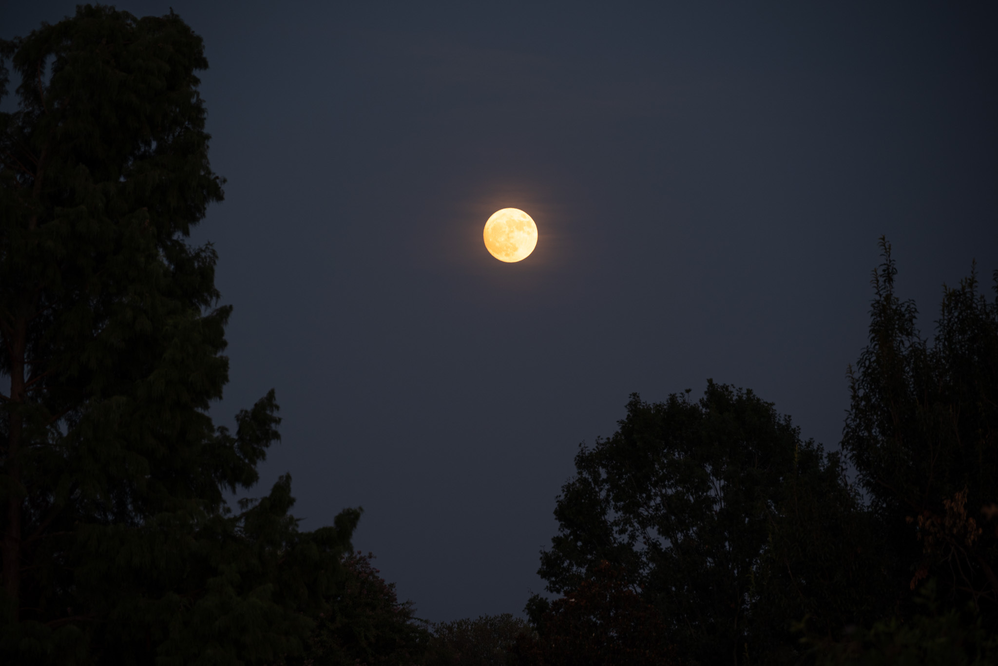 The full moon against a dark sky framed by trees on either side.