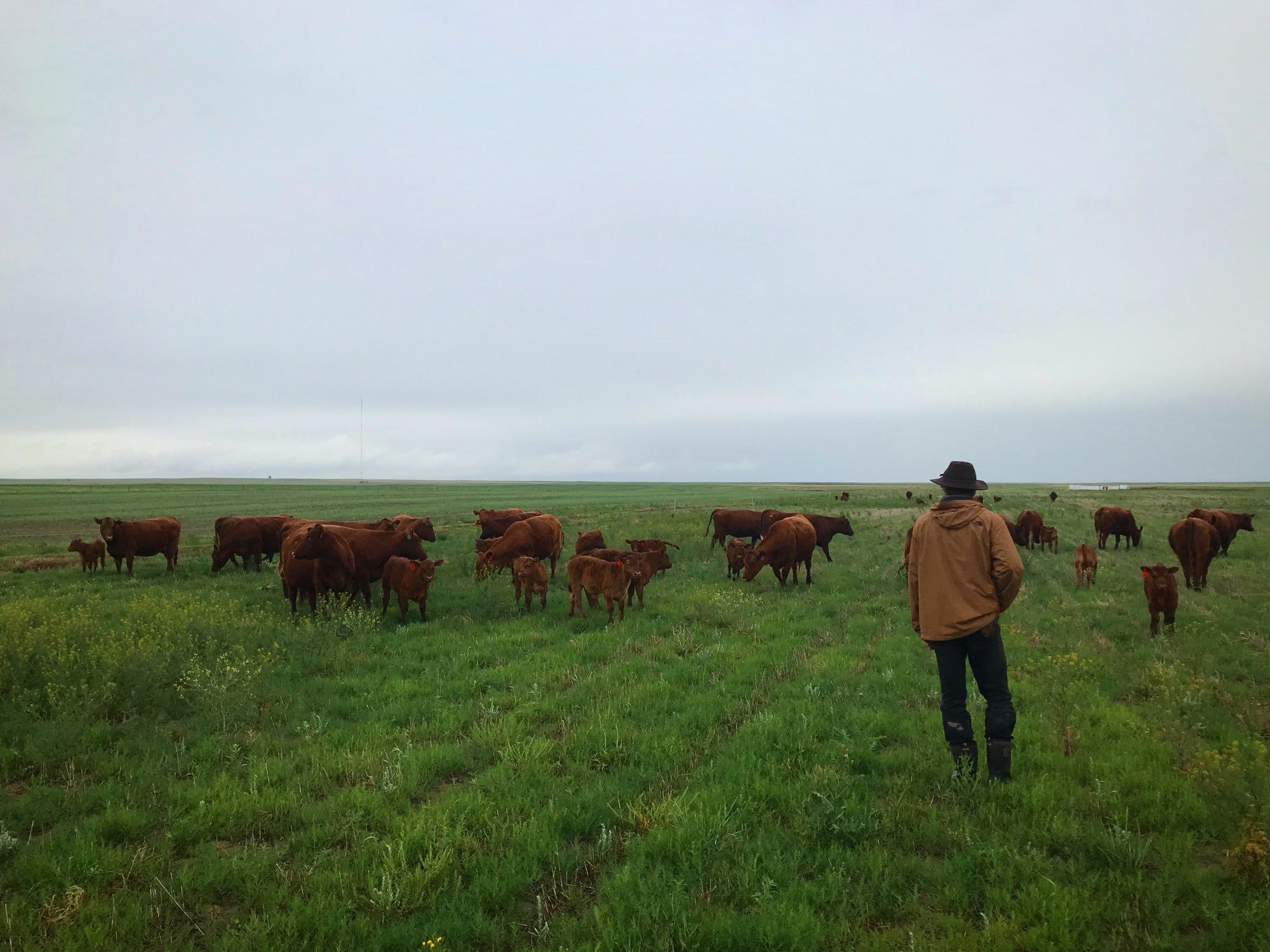 Paul Neubauer, foreman at Vilicus Farms, Montana, moves cattle. 