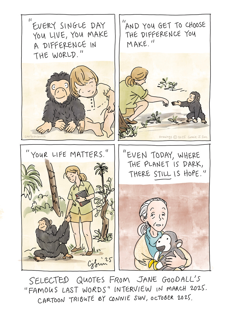 Art description: 4-panel comic strip containing selected quotes from Jane Goodall's "Famous Last Words" interview and illustrations of scenes from Goodall's life and work in primatology and conservation, referencing archival photos. Interview was recorded in March 2025 and aired following her passing in October 2025. Original art and cartoon tribute by Connie Sun, cartoonconnie, 2025. 