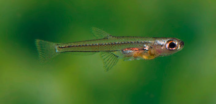 Smallest Fish In The World Ever Caught