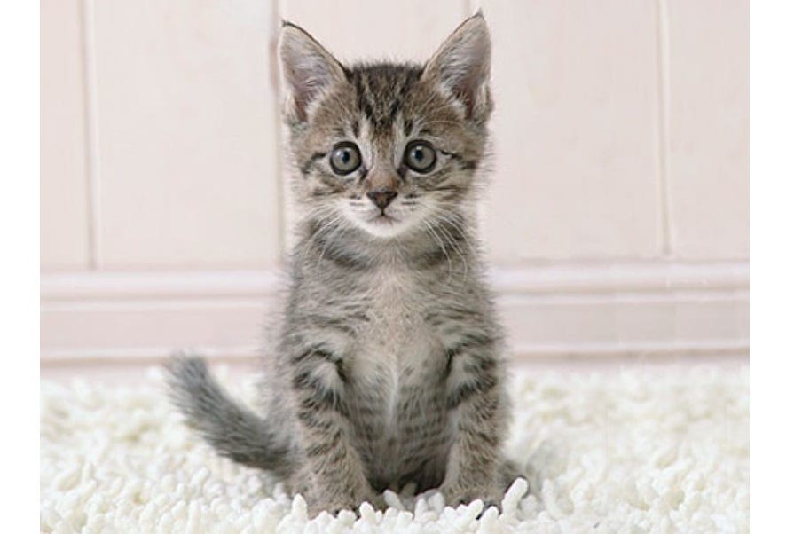 In a classic photo from the Onion, a tiny grey tabby kitten sits on a white shag carpet, its wide-open grey eyes staring intently at the camera. We have removed the Onion headline, 'Kitten thinks of nothing but murder all day.' In a classic photo from the Onion, a tiny grey tabby kitten sits on a white shag carpet, its wide-open grey eyes staring intently at the camera. We have removed the Onion headline, 'Kitten thinks of nothing but murder all day.'