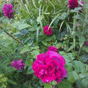 Compost | June
