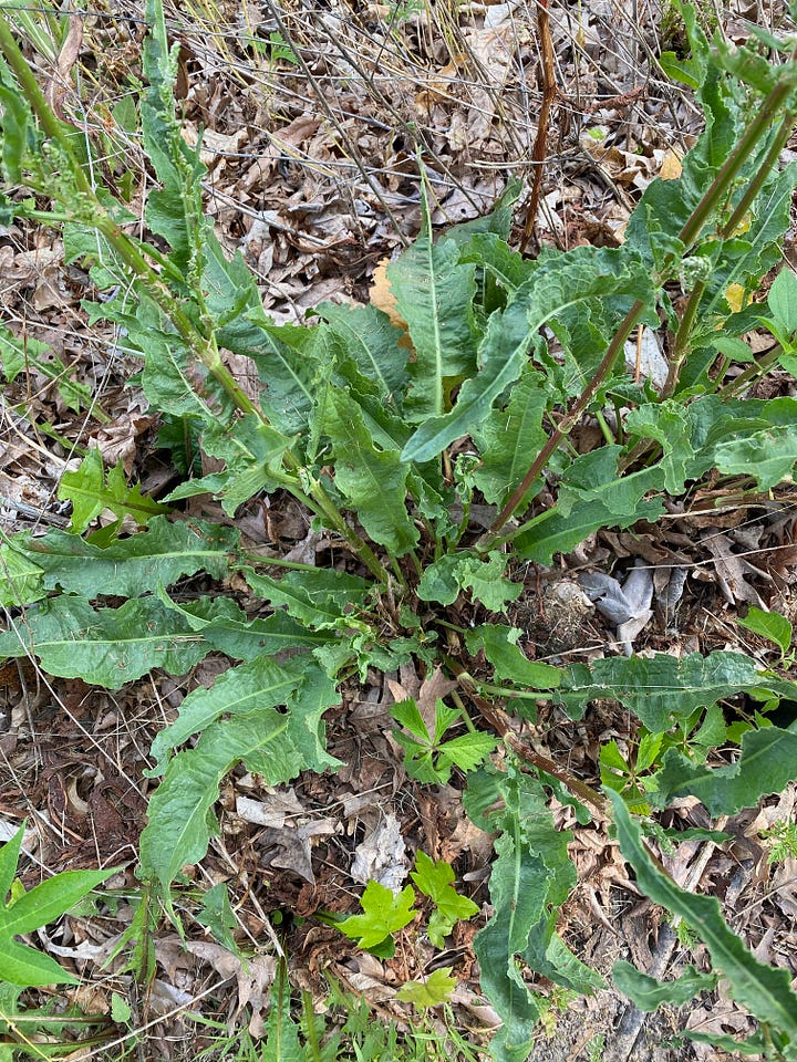 clockwise from top left, yellow dock, elecampane, comfrey, sassafras