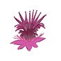 Monarda Colectivo's avatar