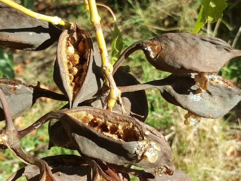 Brachychiton populneus [pods - ATLAS - Mike, 2017].jpeg