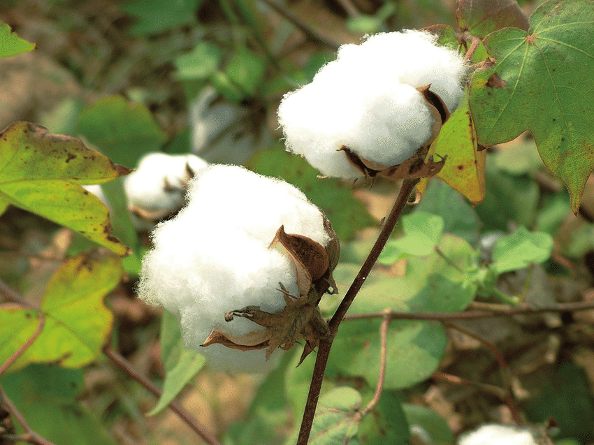 A cotton plant with white cotton balls

AI-generated content may be incorrect.