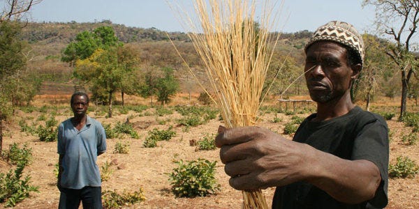 Is this crop Nigeria’s next big agribusiness opportunity? Is this crop Nigeria’s next big agribusiness opportunity?